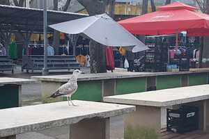 I galebovi ostali praznog kljuna