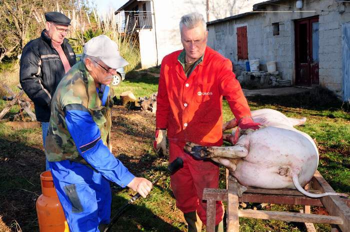 Svinji se prije obrade pale dlačice na koži